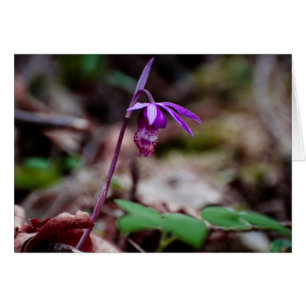 Calypso Orquídea