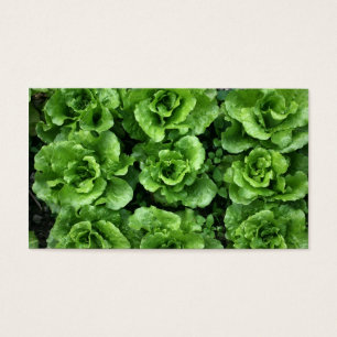 Cama de lechuga