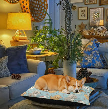 Cute Dog Beds - Indoor or Outdoor - Small or Large