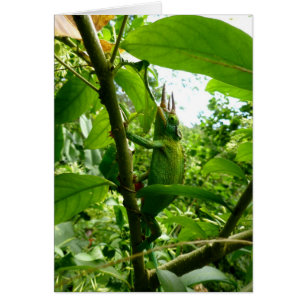 Camaleón de Jackson