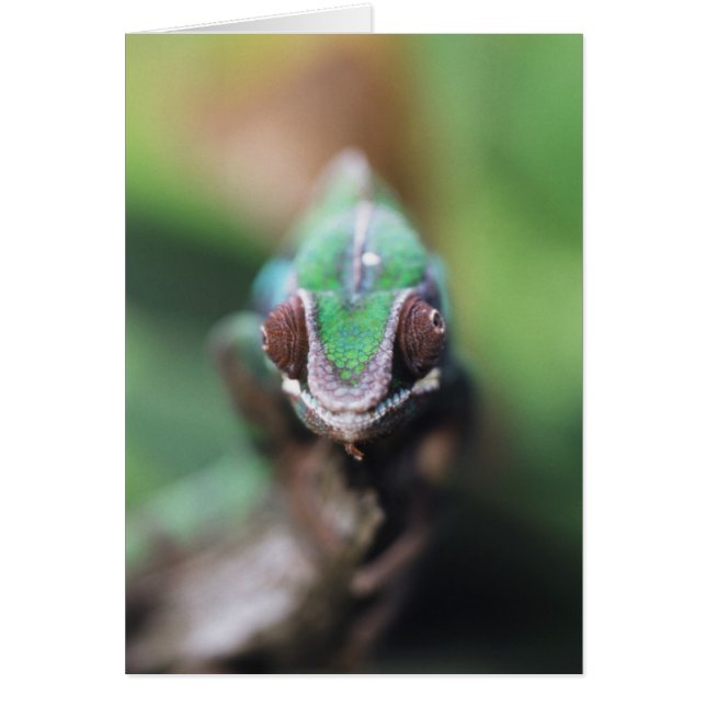 Camaleón pantera de Madagascar con barra roja (Frente)