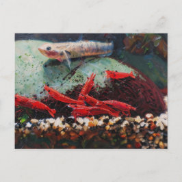 Camarones cereza rojos y postal de stiphodon