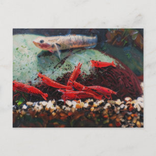 Camarones cereza rojos y postal de stiphodon