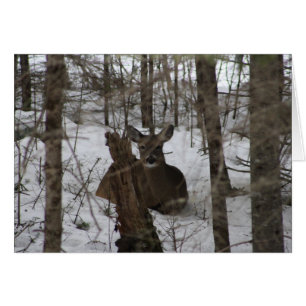 Camas abajo en Haynesville, Maine