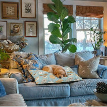 Camas para Perros Lindas - Interiores o Exteriores
