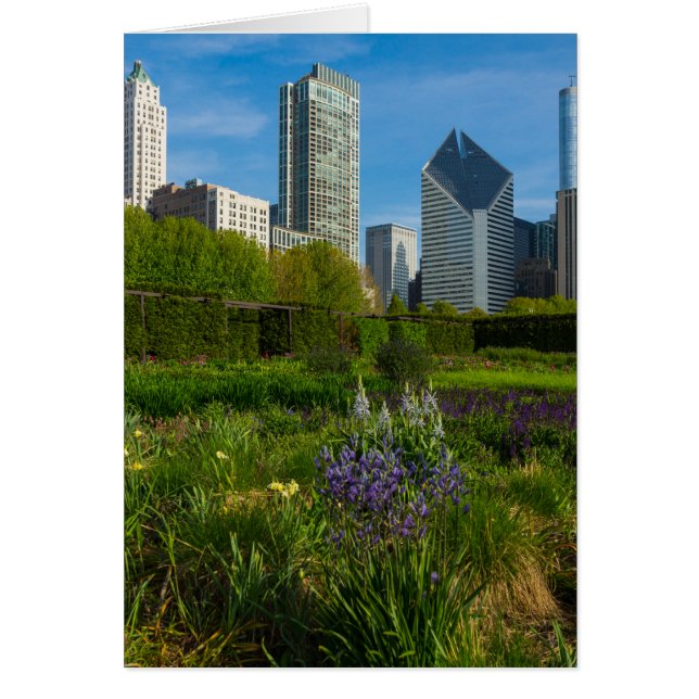 Camassia En La Ciudad (Frente)