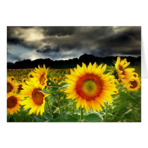Cambie en el tiempo, tarjeta del girasol