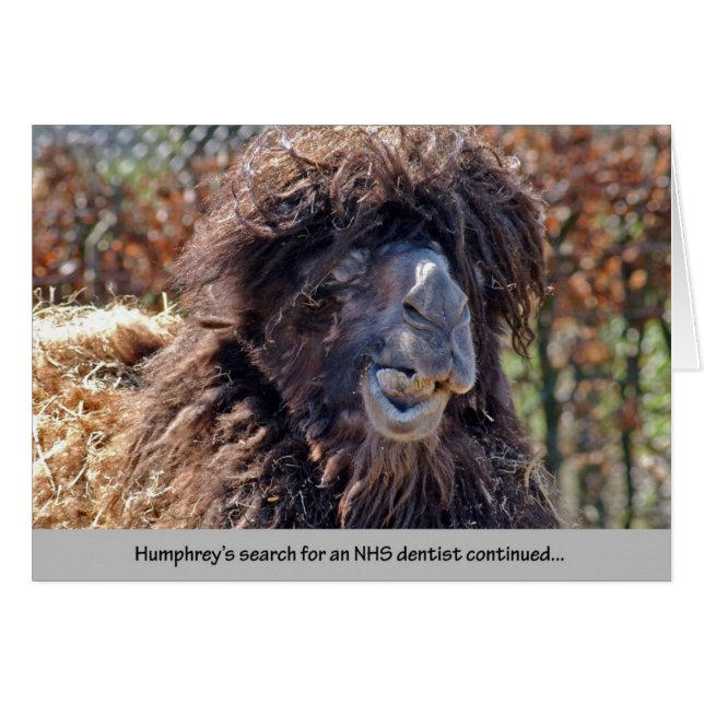Camel Dentist (Anverso (Horizontal))