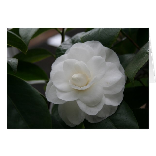 Camelia, blanca (Anverso (Horizontal))
