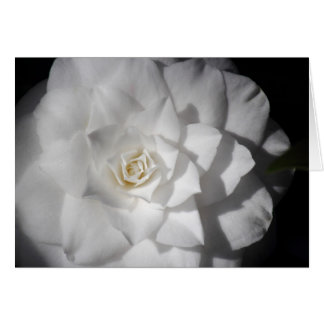 Camelia blanca