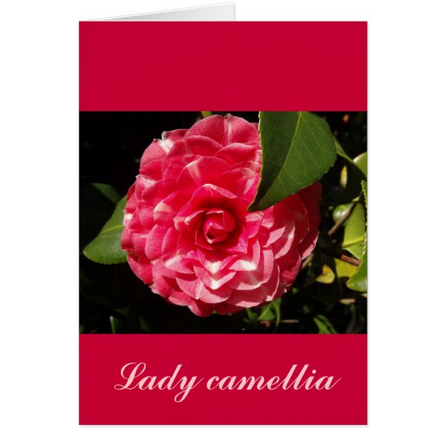 camelia rosa (Frente)