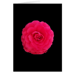 Camelia Rosa Brillante
