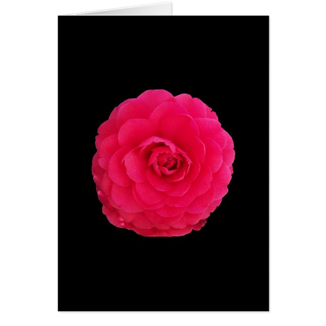 Camelia Rosa Brillante (Frente)