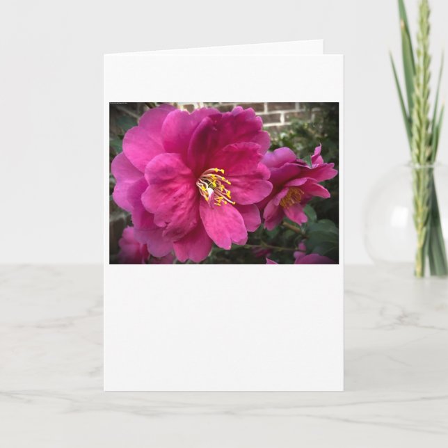 Camelia, tarjeta (Anverso)