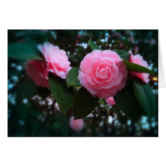 Camelias (Anverso (Horizontal))
