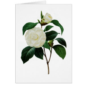 Camelias blancas de Pedro-José Redoute