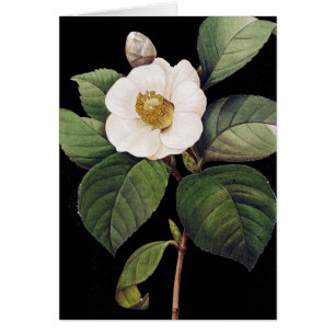 Camellia blanca