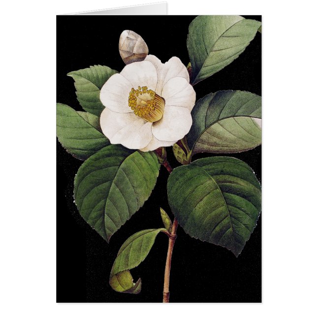 Camellia blanca (Frente)