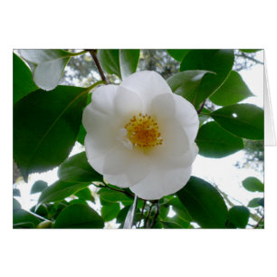 Camellia blanca