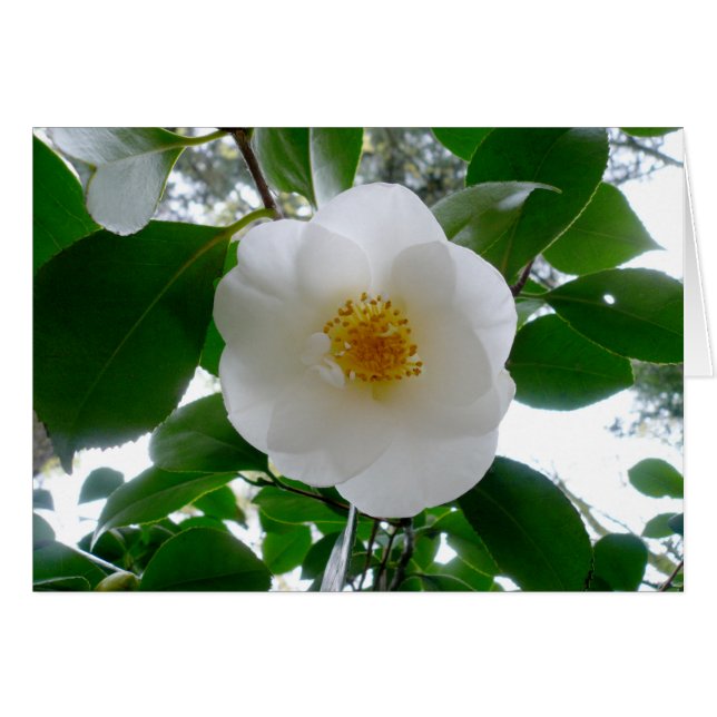 Camellia blanca (Anverso (Horizontal))