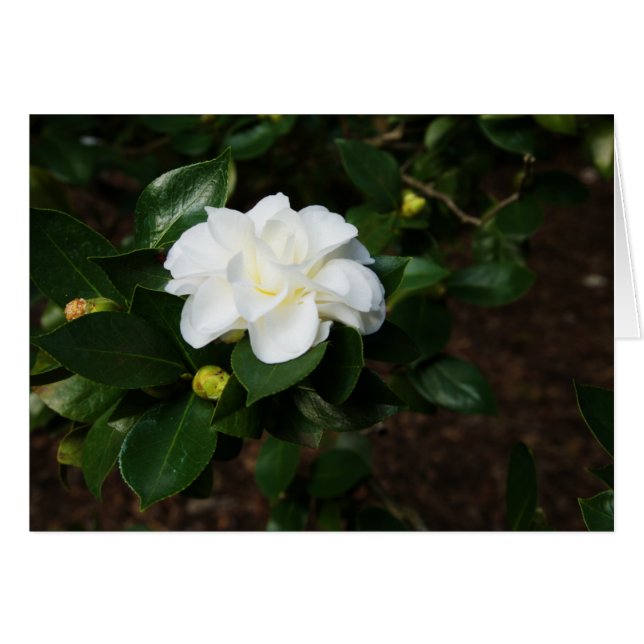 Camellia blanca (Anverso (Horizontal))