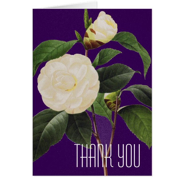 Camellia Blanca, 1833 (Frente)