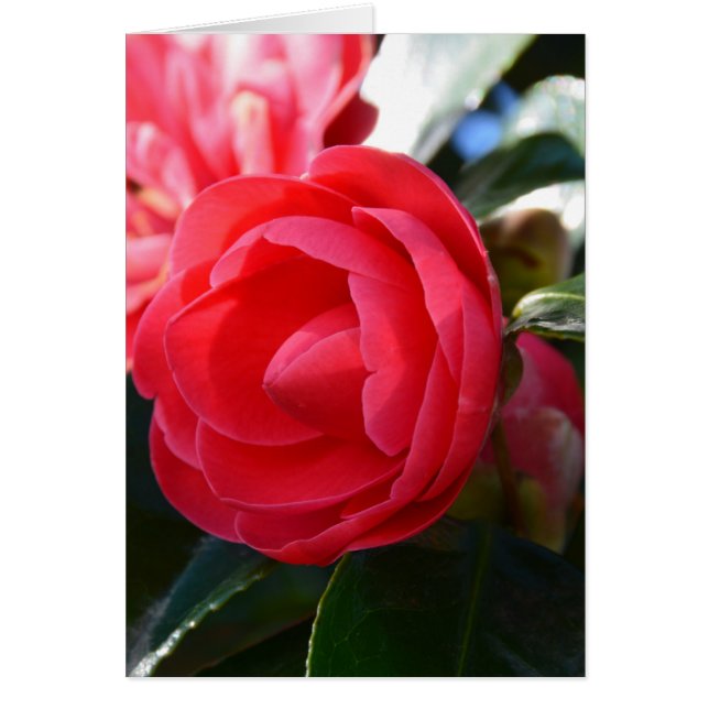 Camellia Blossom (Frente)