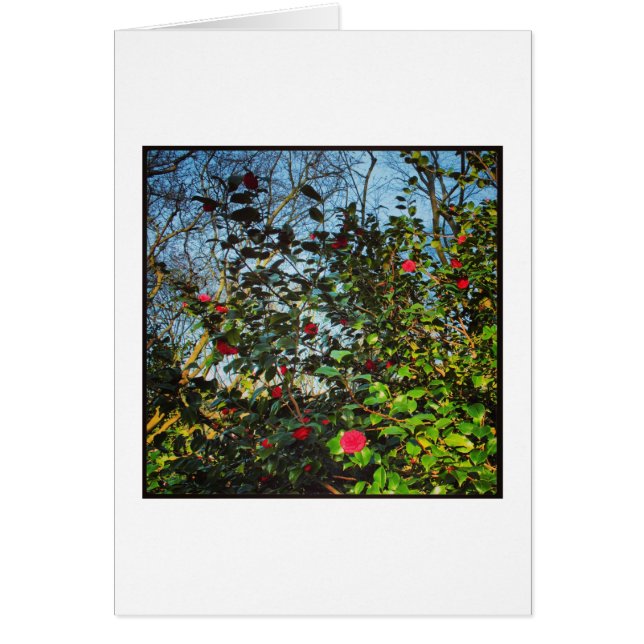 Camellia Bush. (Frente)