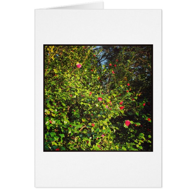 Camellia Bush 02. (Frente)