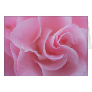 Camellia común rosa