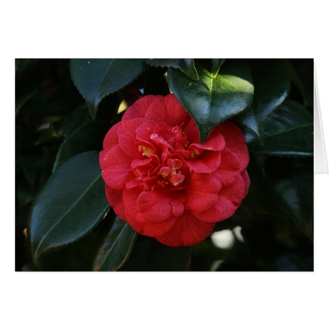 "Camellia Roja # 1" (Anverso (Horizontal))