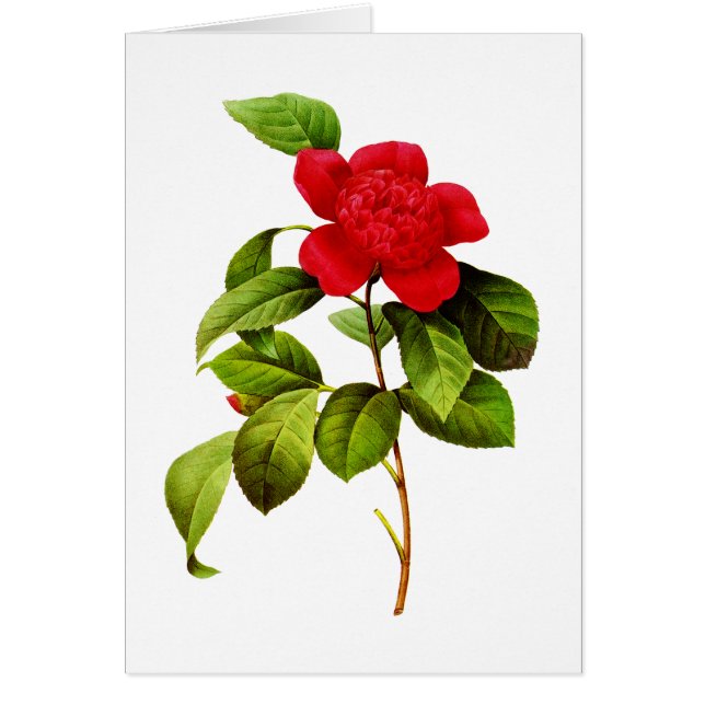 Camellia Roja de Pierre Joseph Redoute (Frente)