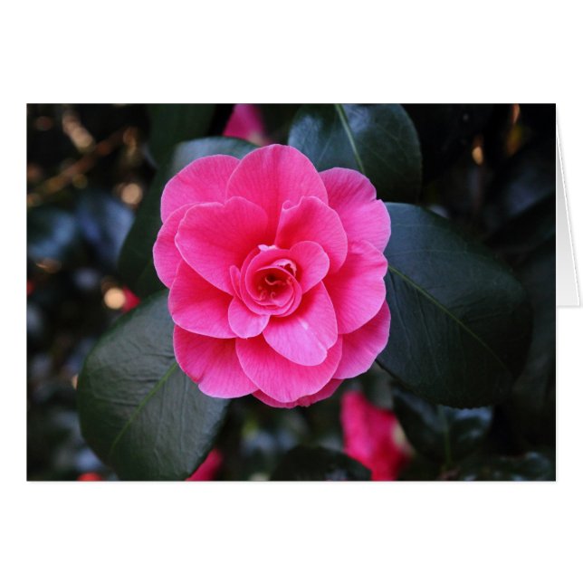Camellia rosa (Anverso (Horizontal))