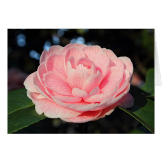 Camellia rosa