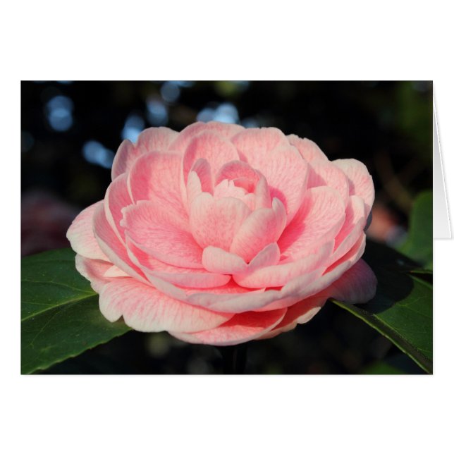 Camellia rosa (Anverso (Horizontal))