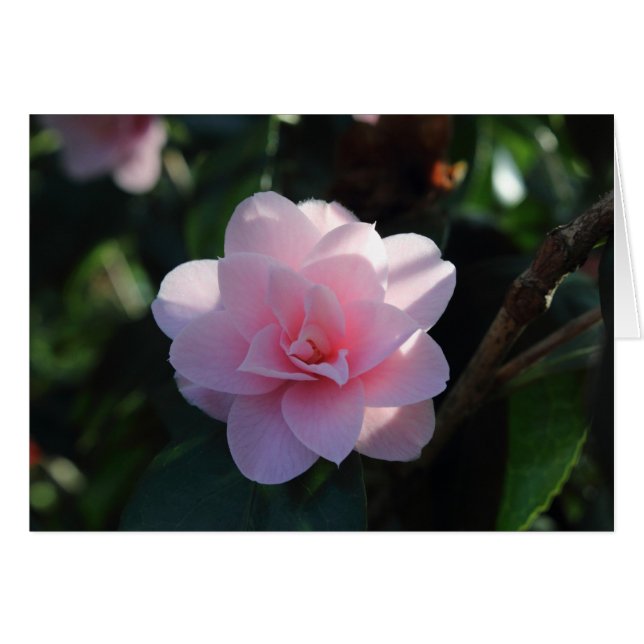 Camellia rosa (Anverso (Horizontal))