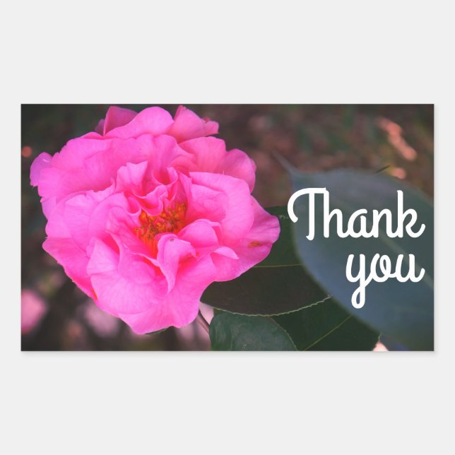 Camellia Rosa Gracias Pegatinas (Anverso)