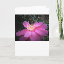 Camellia, tarjeta