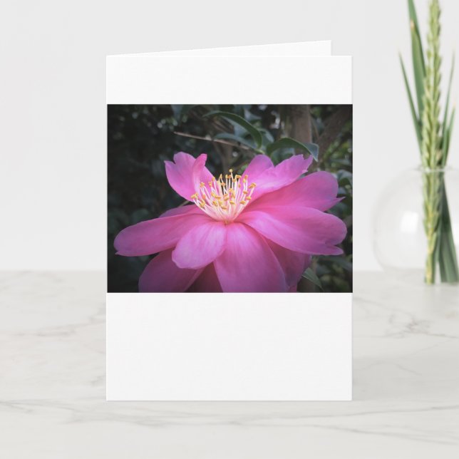 Camellia, tarjeta (Anverso)