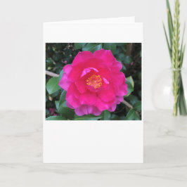 Camellia, tarjeta