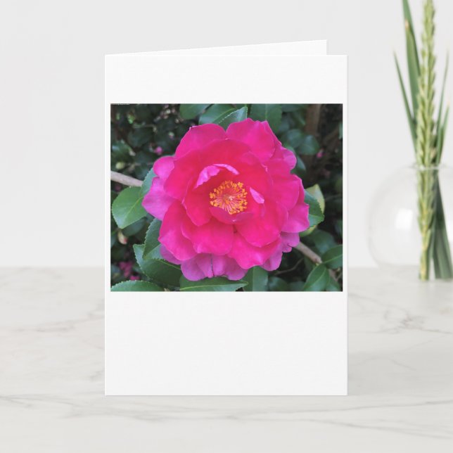 Camellia, tarjeta (Anverso)