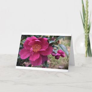 Camellia, tarjeta