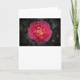 Camellia, tarjeta