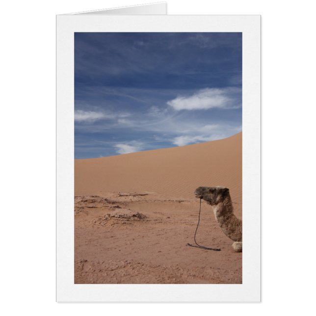 Camello en las dunas (Frente)