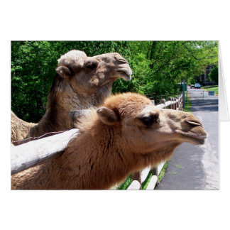 Camellos
