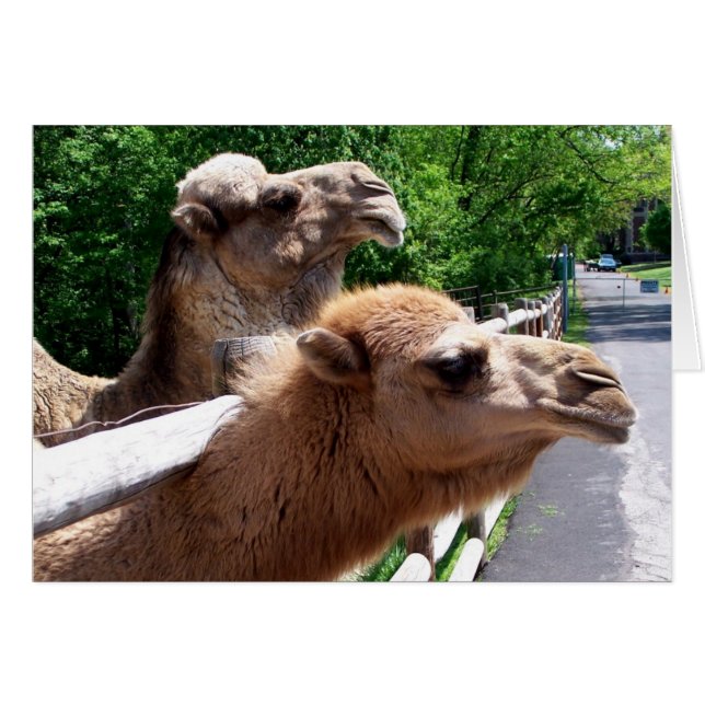 Camellos (Anverso (Horizontal))