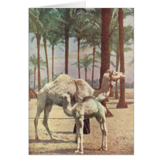 Camellos