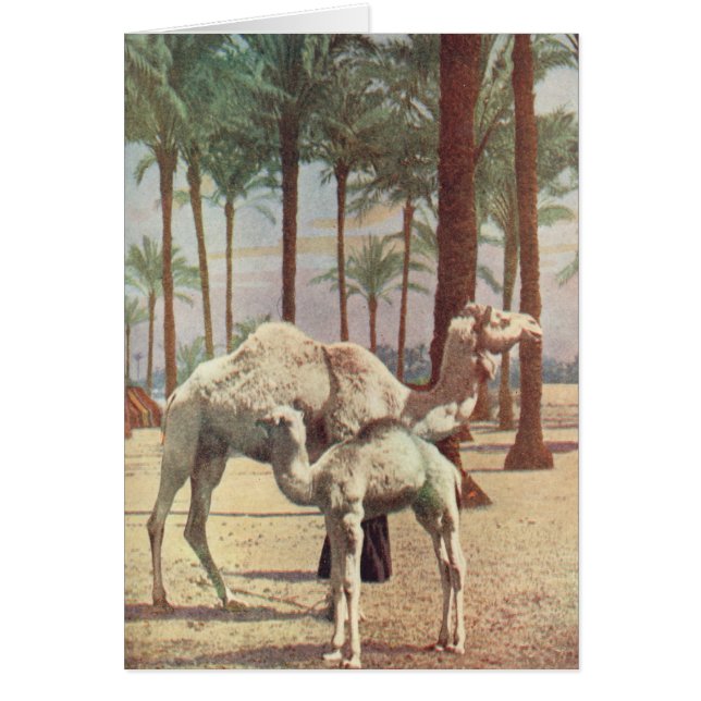 Camellos (Frente)