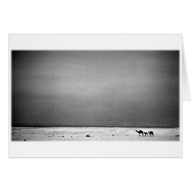 Camellos en el desierto - Jordania 1990 (Anverso (Horizontal))