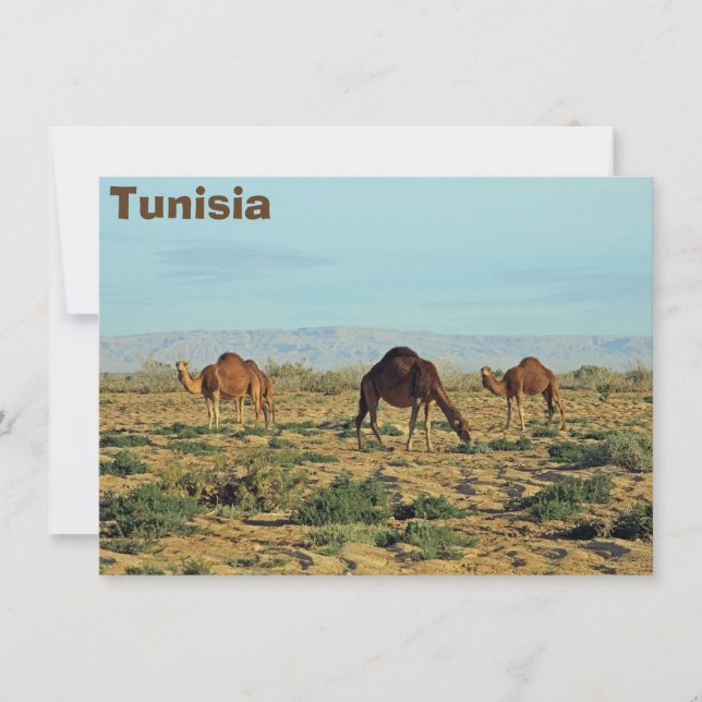 Camellos, tarjeta de Túnez (Anverso)